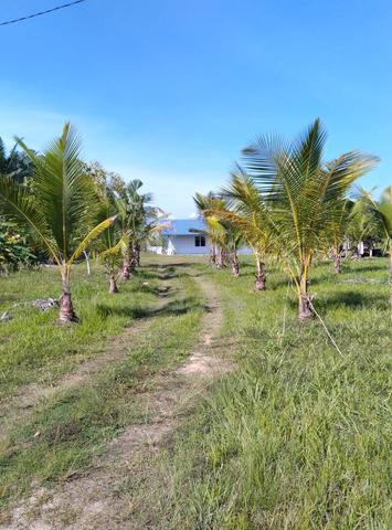Tanah Murah Untuk Dijual SEGERA 1