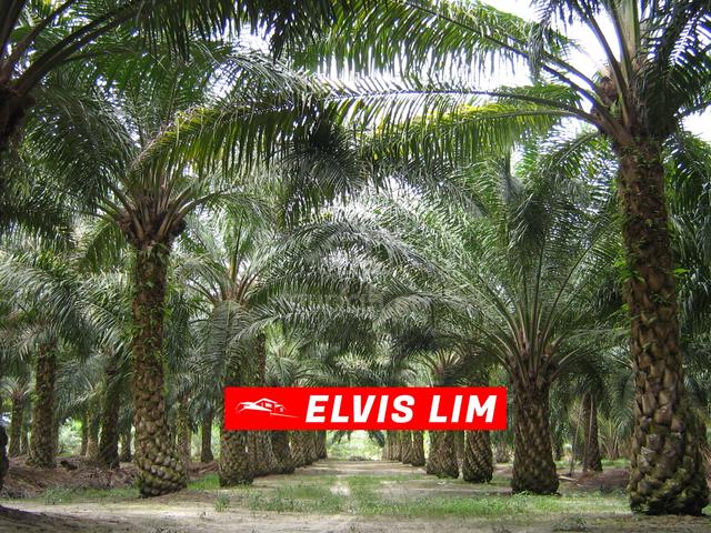 19.6 Acres Palm Oil Estate Land Residential Zone in Future Kedah 1