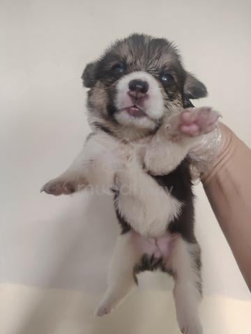 Pure Tricolor Corgi - photo 2 of 4
