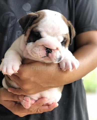 ENGLISH BULLDOG PUPPIES E222 🐻BullDog Only Female - Pets