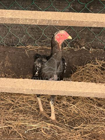 Ayam Ratu LHK - photo 3 of 3