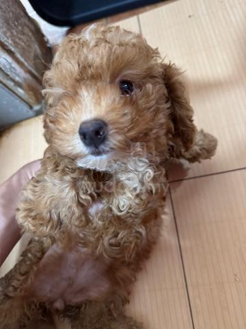 Pure Toy Poodle Brown - photo 4 of 6