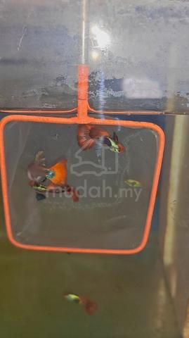 Carousel Image