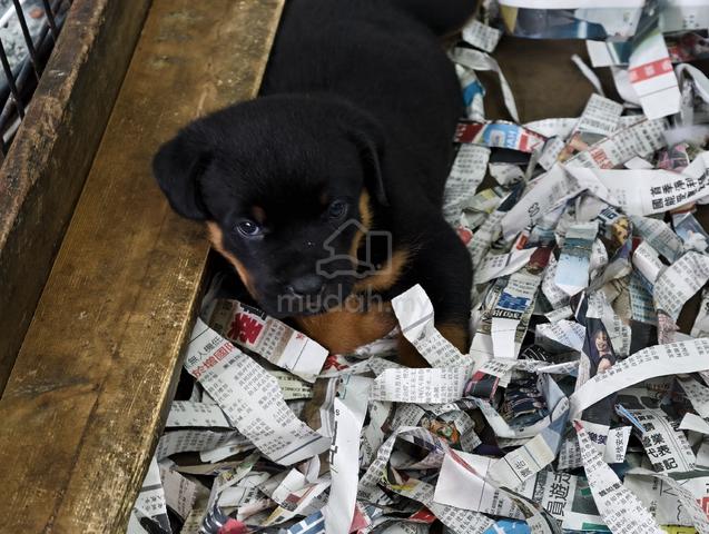 rottweiler puppy  - photo 4 of 4