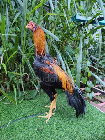 Anak muda  - photo 3 of 6