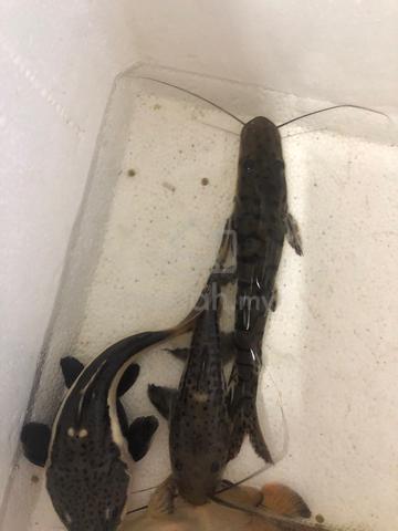 Rtc Leopard rtc , tsn & leopard - Pets for sale in Kuala Terengganu, Terengganu