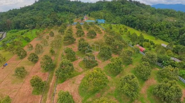 6 Ekar Dusun Musang King & Duri Hitam Tepi Jalan Utama – Batang Kali 1