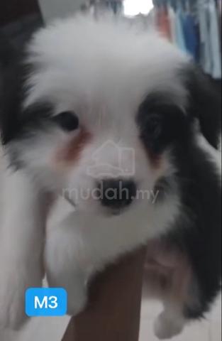 Border Collie - photo 2 of 3