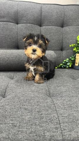 Pure Breed Yorkshire Terrier (F) 纯种约克夏 女生 - photo 2 of 4