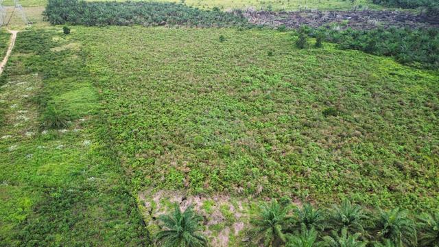 8 acres Tanah Pertanian Kayu Ara Pasong  1