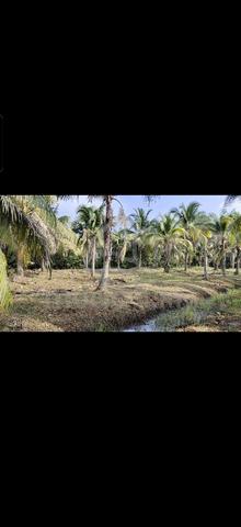 Tanah berserta hasil pokok kelapa untuk disewakan 4