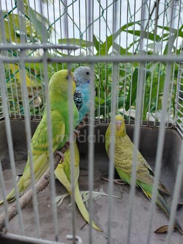 burung baji - photo 2 of 2