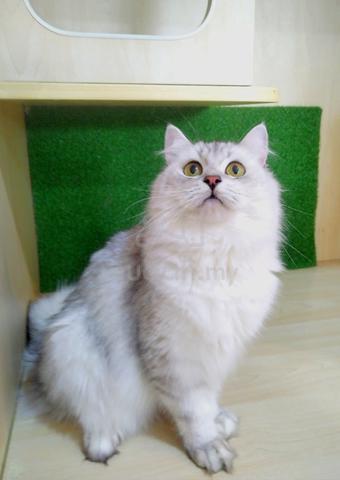 BLH British Long Hair Female Cat For Sale ( Murah) - photo 4 of 4