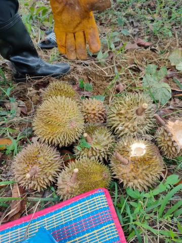 Tanah Dusun 0.54 Ekar – Sudah Menghasilkan | Kubu, Padang Terap, Kedah 1