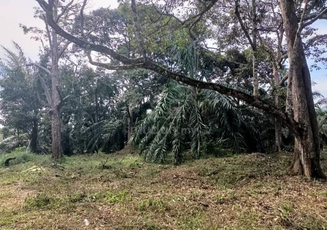 3 Ekar Tanah Kg Paya Terap Buloh Kasap Segamat Johor 1