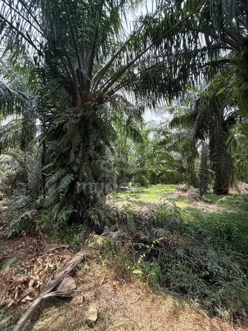1.5 Ekar Tanah Kelapa Sawit Tanjong Karang Selangor 1
