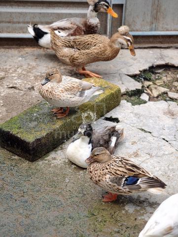 Call Duck - photo 2 of 6