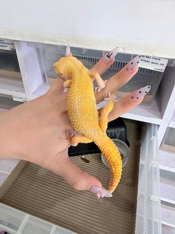 Sunglow Leopard Gecko - photo 3 of 3