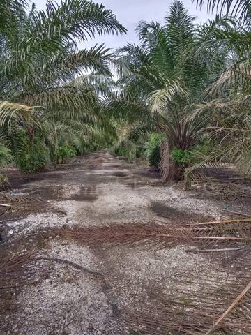 Pekan Nanas Agricultural Land For Sale 1