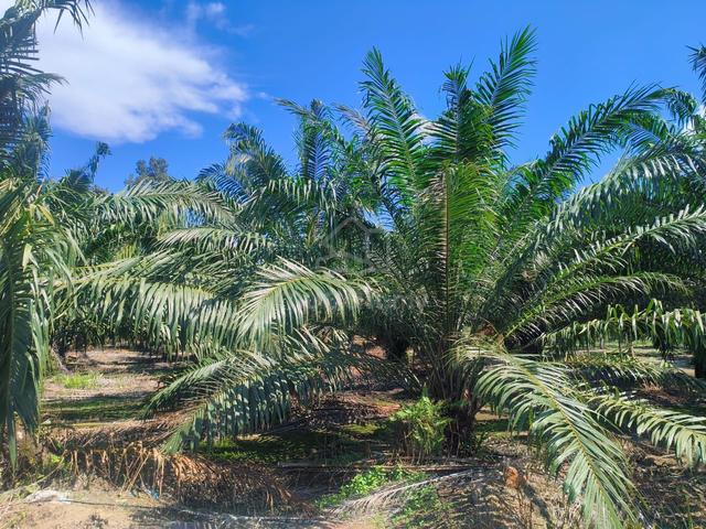 Oil palm estate 1