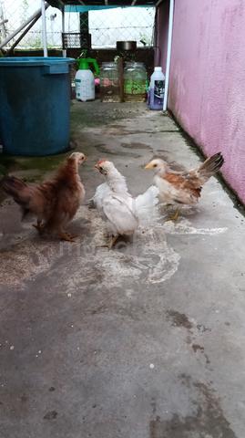 Ayam Serama 3 Ekor  - photo 5 of 5
