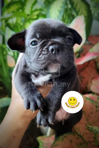 El Bulldog Francés Azul Una Guía Completa