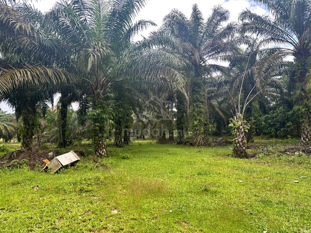 TANAH KELAPA SAWIT + STORE + KOLAM IKAN @ Jalan Mawai Lama,Kota Tinggi 1