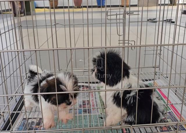 Tiny Shih tzu - photo 3 of 6