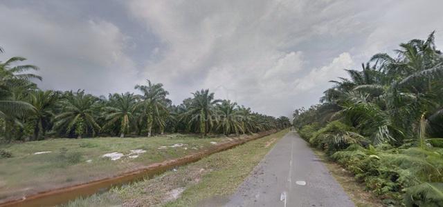 Tanjong Sepat Oil Palm Land 6.258acre Ready For Harvesting 1