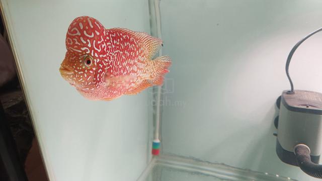 flowerhorn kamfa GB - photo 6 of 6