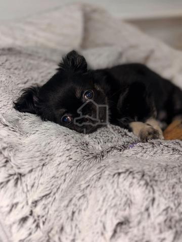 black and white Chihuahua ~3 - photo 2 of 5