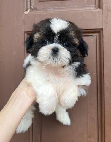 1 month store shih tzu puppy