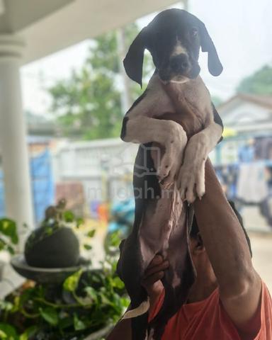 Carousel Image Selected