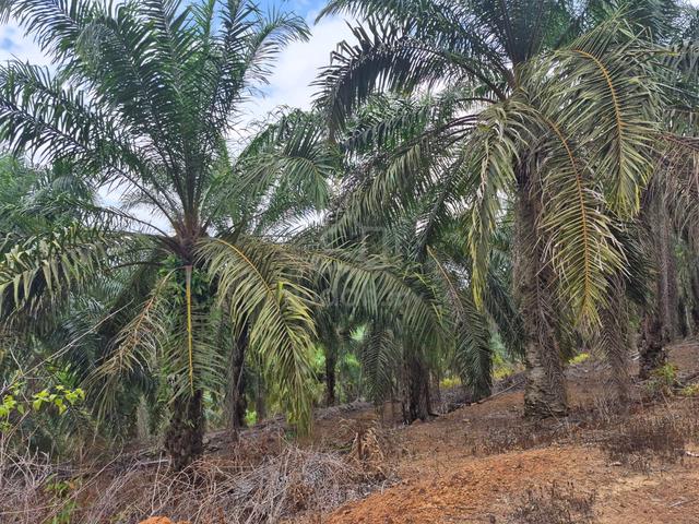 8 Ekar Tanah Pokok Sawit Felcra Sekijang Segamat Johor 1