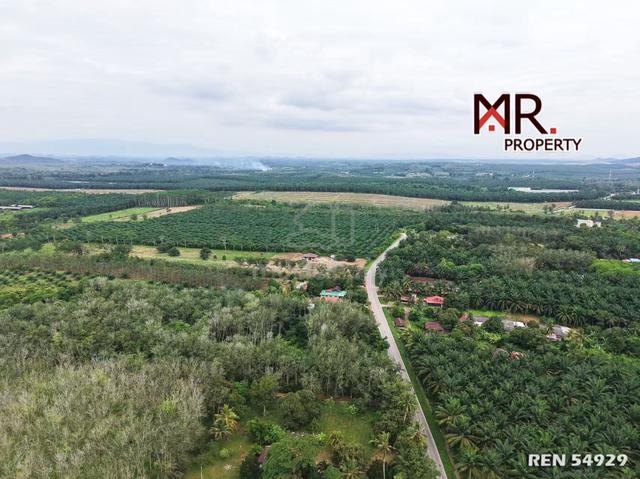 MANY ACCESS Durian Farm Bukit Selambau FOR SALE 1