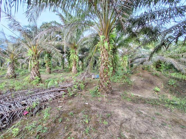 Direct Owner 3.5 Ekar Tanah Mersing Johor 3