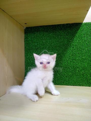 BSH British Short Hair Male Cat For Sale (Kucing)  - photo 2 of 3