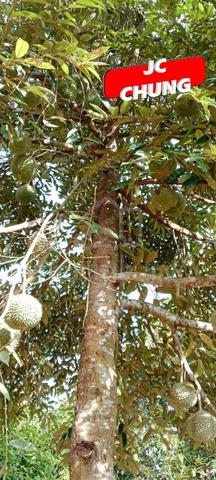 Musang King & Black Thorn Durian Farm | Kuala Kangsar | Perak丨Liman 2