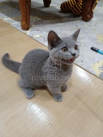 BSH Munchkin Clear Cage - photo 4 of 5