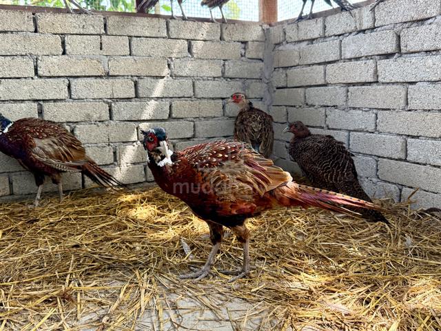 Burung kuang / ring neck pheasant - photo 4 of 5
