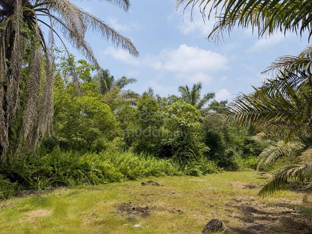 Pontian@Parit Sikom⭕️5.32acre📳 1