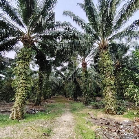 Pontian Agricultural Land For Sale 1