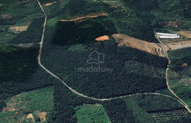 Tanah Kebun Kelapa Sawit Di Mukim Kupang, Baling, Kedah 1