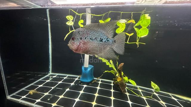 Flowerhorn - photo 2 of 3