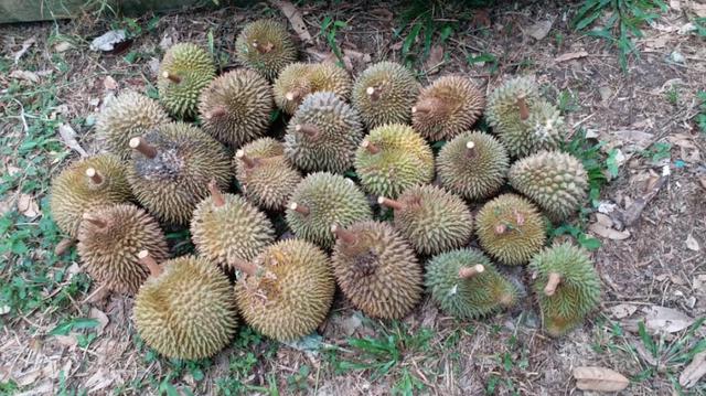Kebun Musang King Sg Selesek Hulu Bernam, (nego) 5