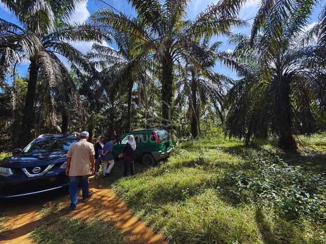Tanah sawit 4.23 ekar di Bukit Diman, Ajil, Terengganu 1