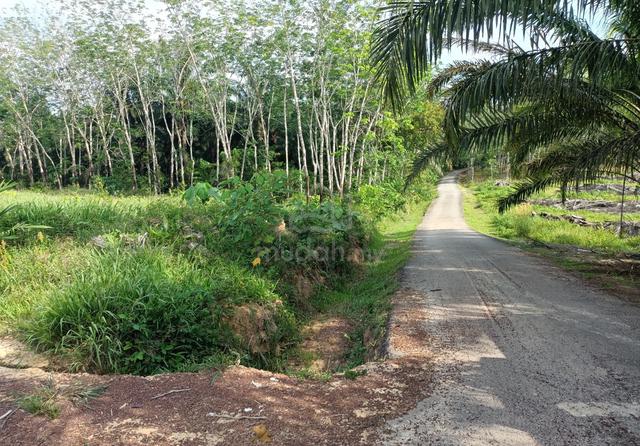 6 Ekar Tanah Pokok Kelapa Sawit Baru Tanam Kg Jabi Segamat Johor 1