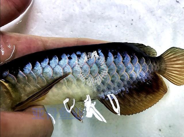 arowana high back golden blue base