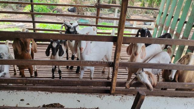 kambing murah - photo 3 of 6