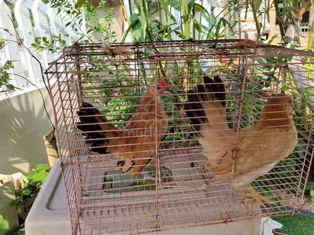 Ayam Serama Untuk Dijual - photo 2 of 6
